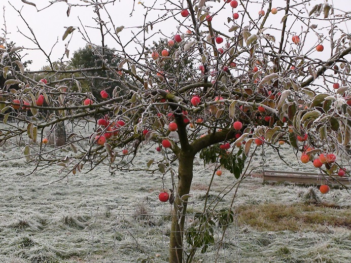 Plant a Tree for&nbsp;Free